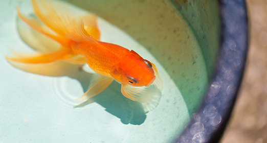 金魚・メダカ水槽