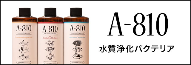 A-810 水質浄化バクテリア