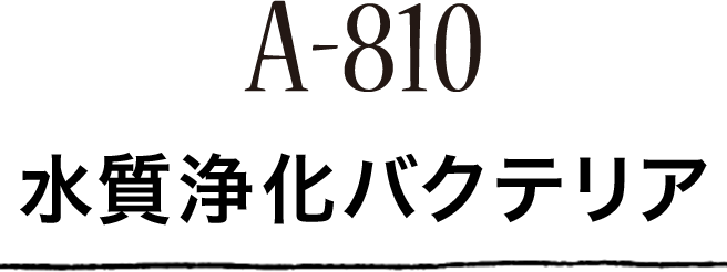 A-810 水質浄化バクテリア