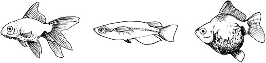 金魚・メダカ