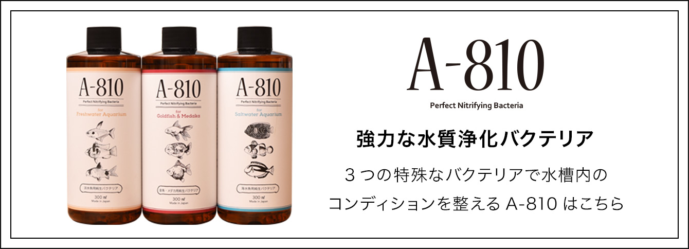 A-810 強力な水質浄化バクテリア 3つの特殊なバクテリアで水槽内のコンディションを整えるA-810はこちら
